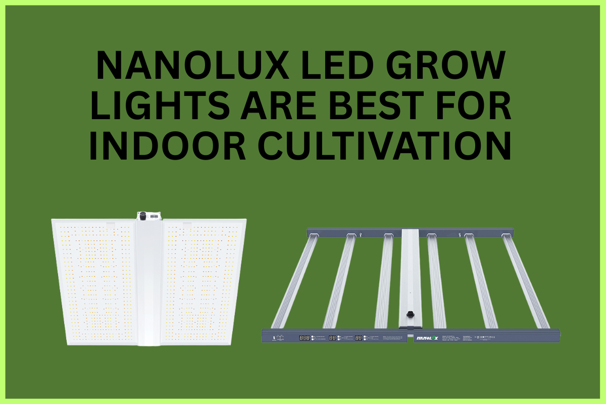 Read more about the article Nanolux LED Grow Lights Are Best For Indoor Cultivation